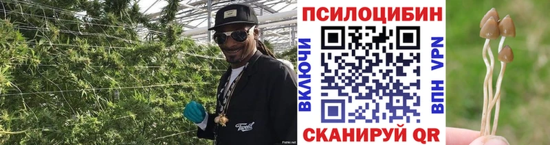 Псилоцибиновые грибы Psilocybe Харабали